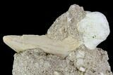 Otodus Shark Tooth Fossil in Rock - Eocene #111053-2